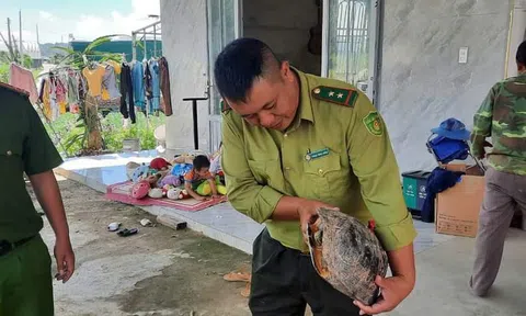 Người dân phát hiện cá thể rùa răng quý hiếm 5kg và bàn giao cho lực lượng chức năng