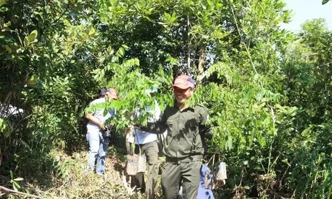 Trồng 10.000 cây lim xanh tại rừng phòng hộ Phú Ninh, Quảng Nam