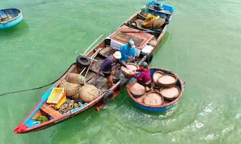 Ngư dân bội thu ruốc biển những ngày vươn khơi đầu xuân