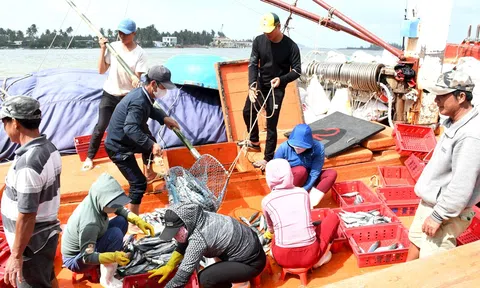 Xử lý nghiêm vi phạm thủy sản: Quảng Nam tăng cường kiểm soát để gỡ "thẻ vàng"