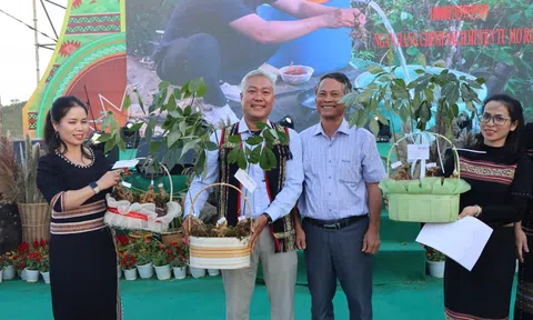 Dấu mốc mới cho Sâm Ngọc Linh: Từ tri thức dân gian đến di sản văn hóa quốc gia