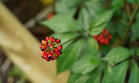 Quảng Nam khởi động Lễ hội Sâm Ngọc Linh quốc tế