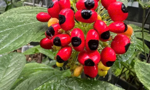 Kon Tum: Cấp Giấy chứng nhận quyền sử dụng chỉ dẫn địa lý “Ngọc Linh” cho sản phẩm sâm củ