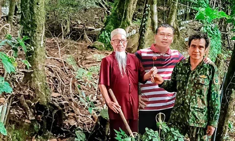 Quy định mới về nuôi, trồng, thu hoạch cây dược liệu trong rừng