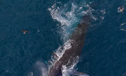 Cá voi liên tiếp xuất hiện ở vùng biển Gia Lai: Tín hiệu tích cực từ môi trường biển