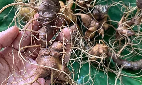 Lễ hội Sâm Ngọc Linh 2025: Quảng bá thương hiệu, lan tỏa giá trị bản địa