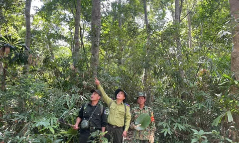 Đà Nẵng: Nam Trà My tăng cường kiểm soát rừng trong mùa thu hái ươi