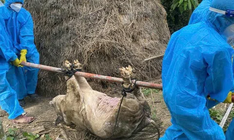 Khẩn trương phòng, chống dịch tả lợn Châu Phi trên toàn tỉnh Quảng Ngãi