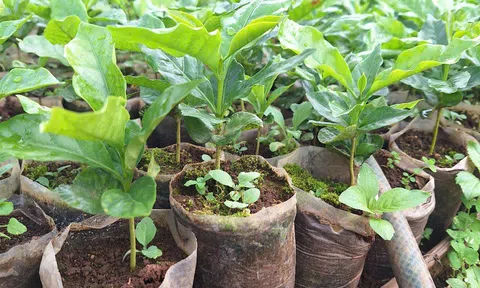 Một đại hội khác biệt: Không nhận hoa, kêu gọi hỗ trợ người dân phát triển cây trồng