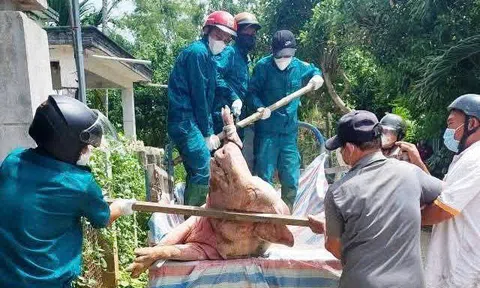 Đà Nẵng: Tăng cường các biện pháp cấp bách phòng, chống dịch tả lợn Châu Phi tại xã Thăng Điền