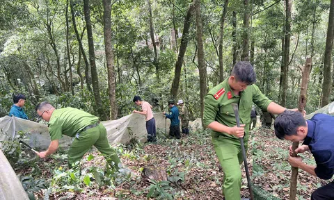 Quảng Ngãi: Lực lượng chức năng xã Măng Ri vượt rừng, lội bùn giúp dân khôi phục vườn sâm Ngọc Linh sau bão