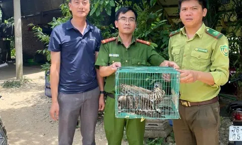 Quảng Ngãi: Giải cứu và thả về tự nhiên 3 cá thể diều hâu quý hiếm