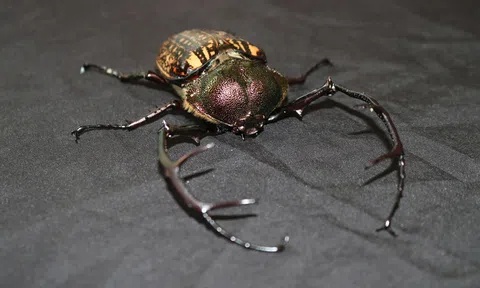 Cua bay, gấu ngựa lần đầu tiên được phát hiện tại Vườn quốc gia Chư Mom Ray