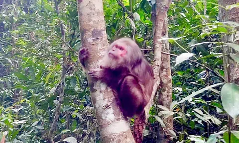 Thả hai cá thể động vật rừng quý hiếm về Nam Cát Tiên