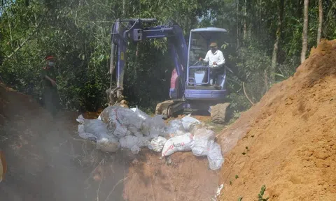 Nguy cơ dịch bệnh chăn nuôi: Quảng Ngãi liên tiếp ghi nhận cúm A H5N1 và tả heo châu Phi