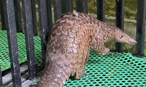 Phát hiện tê tê Java trong nhà, người dân Đà Lạt kịp thời báo kiểm lâm