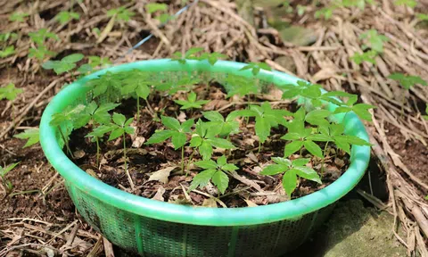 Đà Nẵng: Siết chặt quản lý trồng sâm Ngọc Linh dưới tán rừng phòng hộ