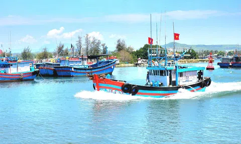 Quảng Ngãi: Xử phạt hàng loạt thuyền trưởng vi phạm quy định khai thác thủy sản