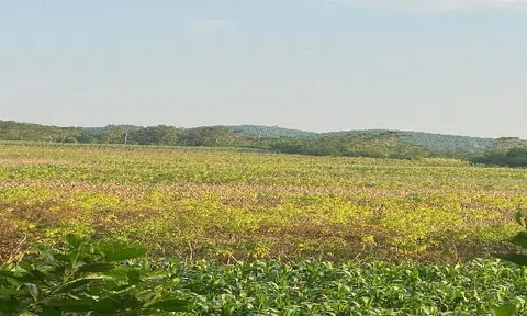 Ngọt bùi vị sắn tình quê