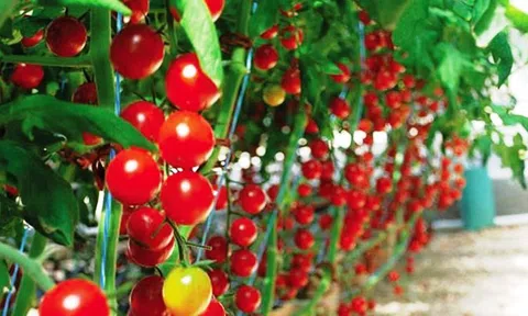 Nông nghiệp xanh - sự lựa chọn của phát triển bền vững