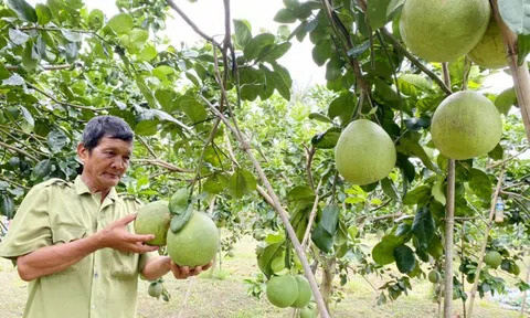 Kinh tế tập thể góp phần phát triển nông nghiệp, nông thôn