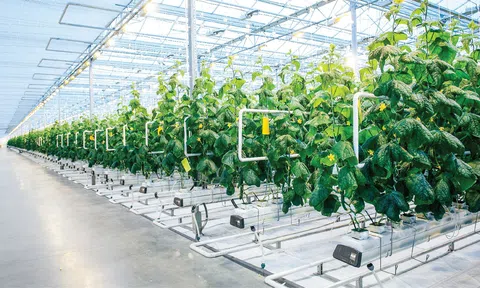 Chuyển đổi số ngành nông nghiệp, bắt đầu từ đâu?