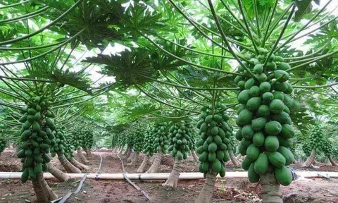 Việt Nam thúc đẩy nông nghiệp xanh thích ứng với bối cảnh mới