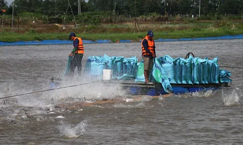An Giang xác định nông nghiệp là “trụ đỡ” trong phục hồi kinh tế