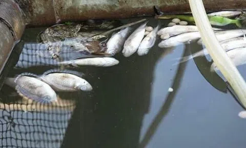 Ngư dân gặp khó với nghề nuôi cá lồng bè trên biển