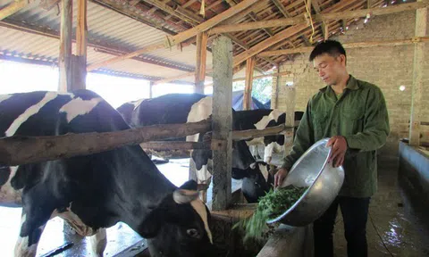 Các địa phương tăng cường phòng dịch bệnh trên đàn gia súc