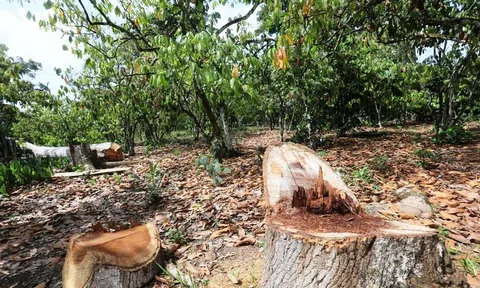 EU đề xuất cấm nhập khẩu thực phẩm từ các khu vực bị phá rừng