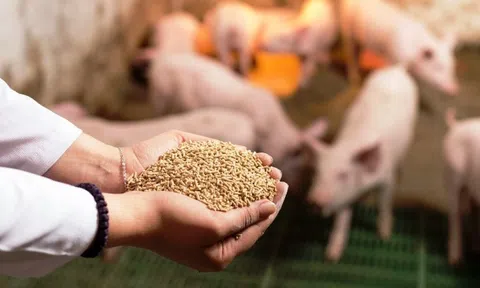 Để nguyên liệu thức ăn chăn nuôi thoát cảnh "ăn đong"