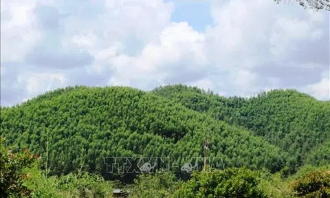 Đắk Nông thu hồi dự án nông, lâm nghiệp sử dụng đất sai mục đích