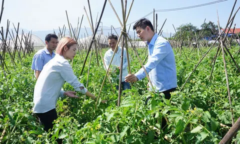 Thúc đẩy sản xuất vụ Đông để tận dụng cơ hội mở rộng thị trường