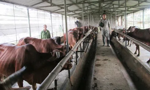 Giải pháp phát triển mô hình kinh tế tuần hoàn trong chăn nuôi