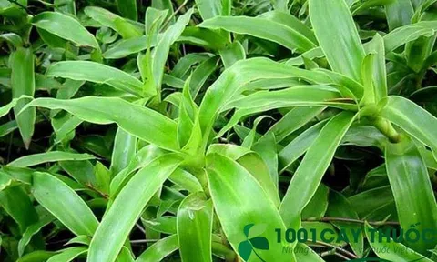 Cây Lược Vàng - Thần Dược rẻ tiền, dễ kiếm