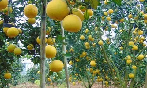 Thẩm định các quy chuẩn và tiêu chuẩn về giống cây trồng