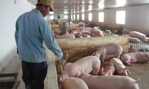 Ngăn chặn dịch tả lợn châu Phi tái phát