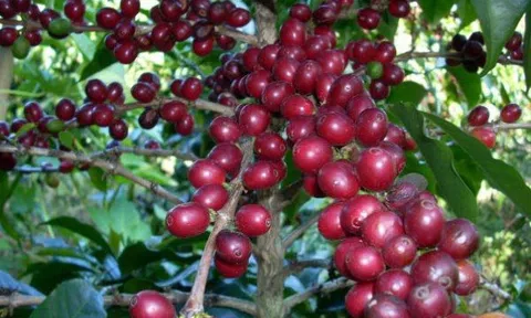 Để thương hiệu cà phê xứ lạnh Kon Tum vươn xa