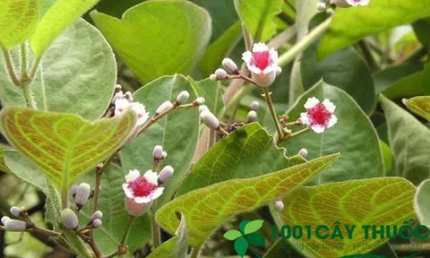 Các bài thuốc từ cây Mơ Lông