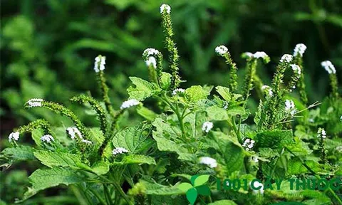 Cây Vòi Voi và công dụng