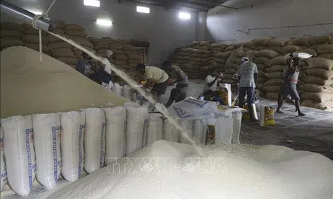 Thị trường nông sản thế giới: Giá gạo xuất khẩu Ấn Độ thấp nhất ba tháng