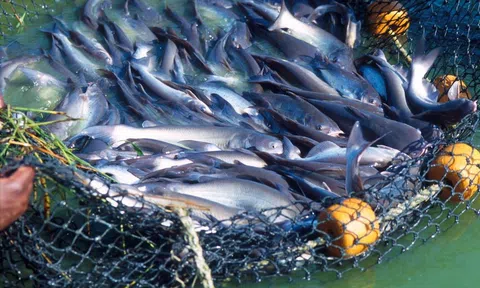 GlobalGAP - Hộ chiếu tiếp cận thị trường nông phẩm EU