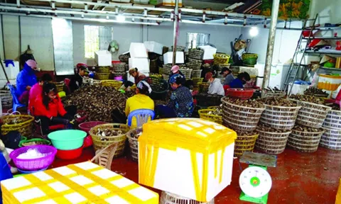 Kết nối tiêu thụ rau vụ Đông các tỉnh Đồng bằng sông Hồng