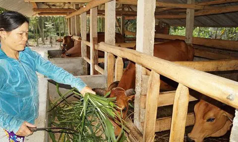 Vệ sinh môi trường khi nuôi bò thịt vỗ béo