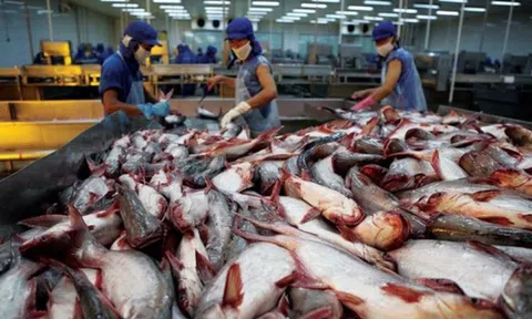 Thúc đẩy mở rộng thị trường và nâng cao thương hiệu cho cá basa Việt Nam tại Australia