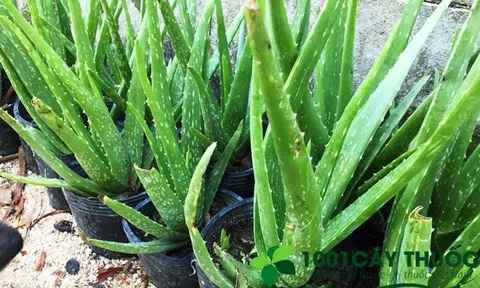 Cây lô hội: đặc điểm, công dụng từ làm đẹp cho tới chữa bệnh