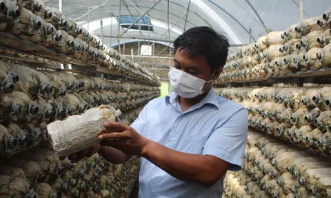 Mô hình trồng nấm an toàn cho hiệu quả kinh tế cao ở Thanh Hóa