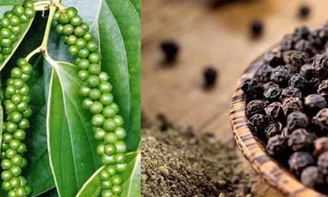 Diễn đàn trực tuyến thúc đẩy thương mại nông, thủy sản Việt Nam - Nga