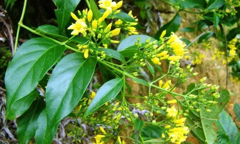 Cây lá Ngón có công dụng gì? Cách nhận biết và những lưu ý khi sử dụng